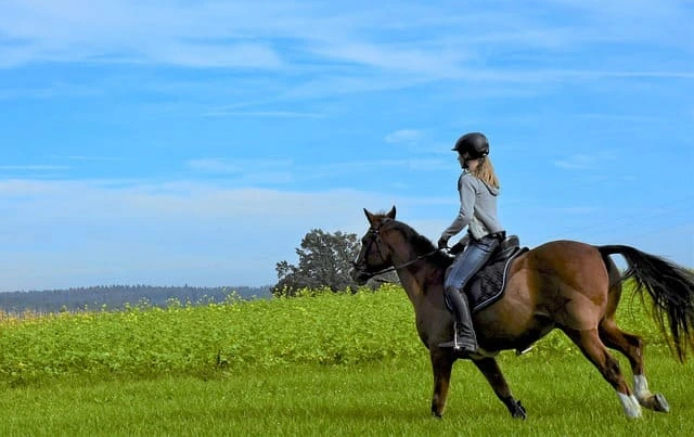 Mat&eacute;riel &eacute;quitation seconde main